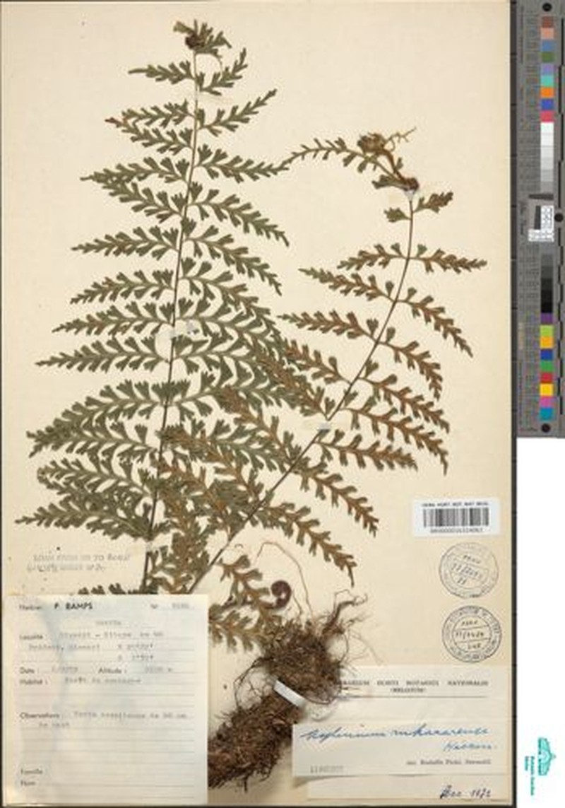 Asplenium rukararense photo 4