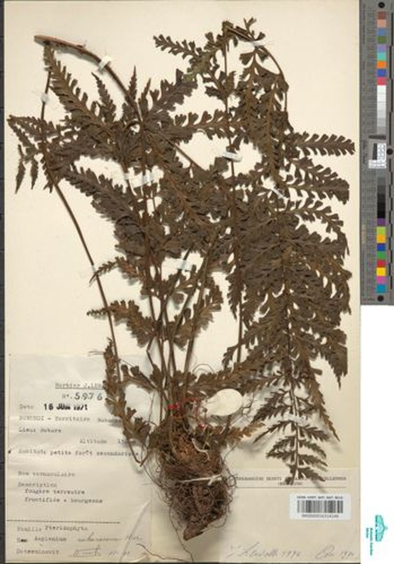 Asplenium rukararense photo 5