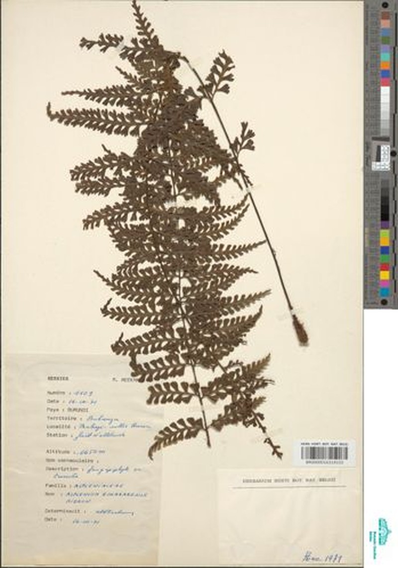 Asplenium rukararense photo 6