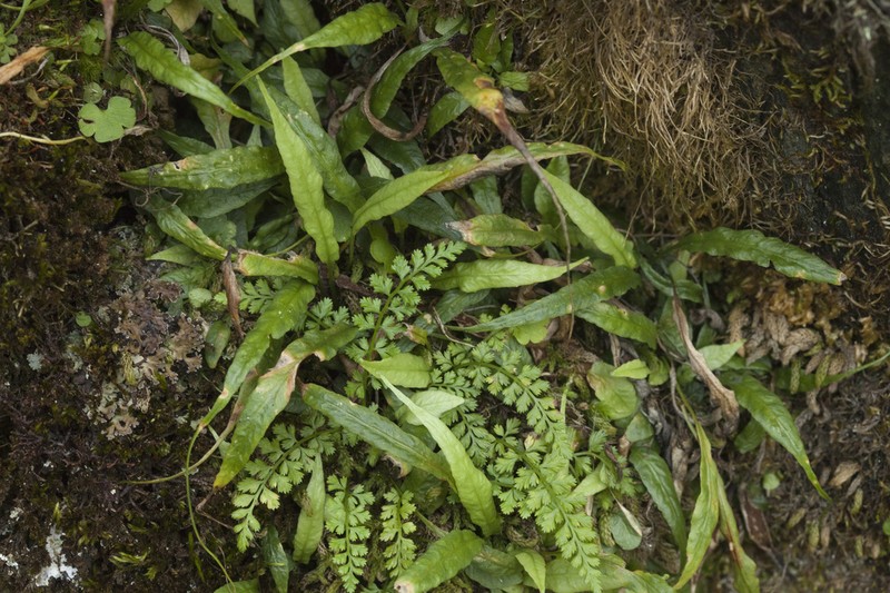 Asplenium ruprechtii photo 3