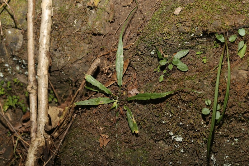 Asplenium ruprechtii photo 4