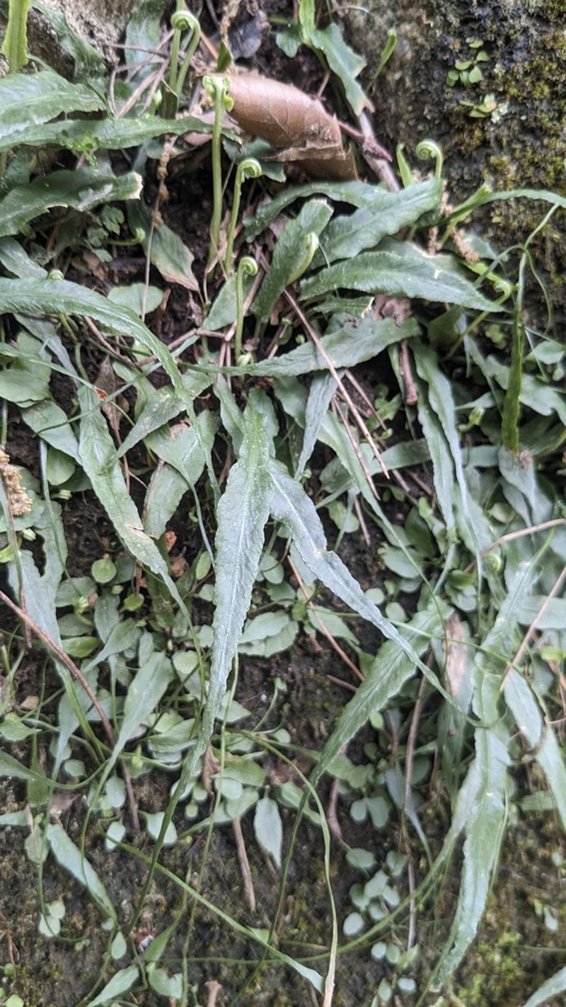 Asplenium ruprechtii photo 5