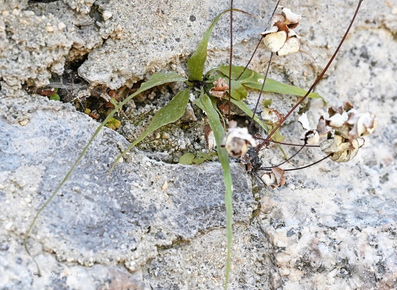 Asplenium ruprechtii photo 6