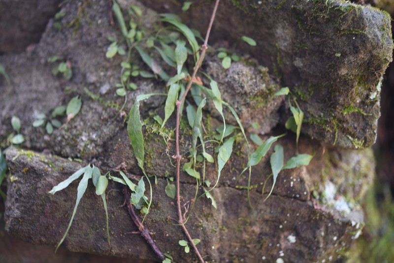 Asplenium ruprechtii photo 2