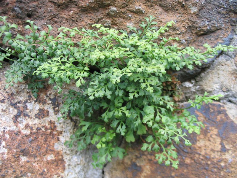 Wallrue