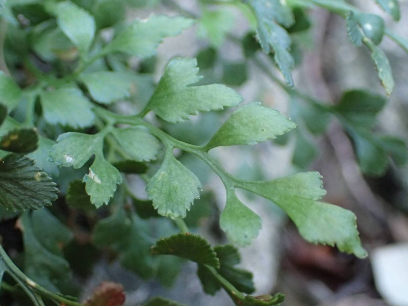 Asplenium ruta-muraria subsp. ruta-muraria