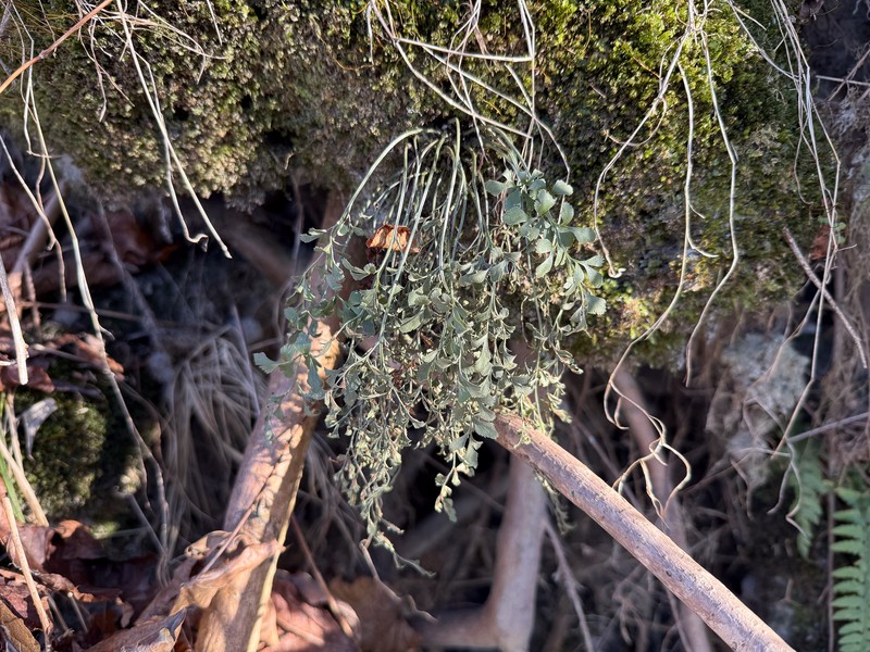 Asplenium ruta-muraria subsp. ruta-muraria photo 2