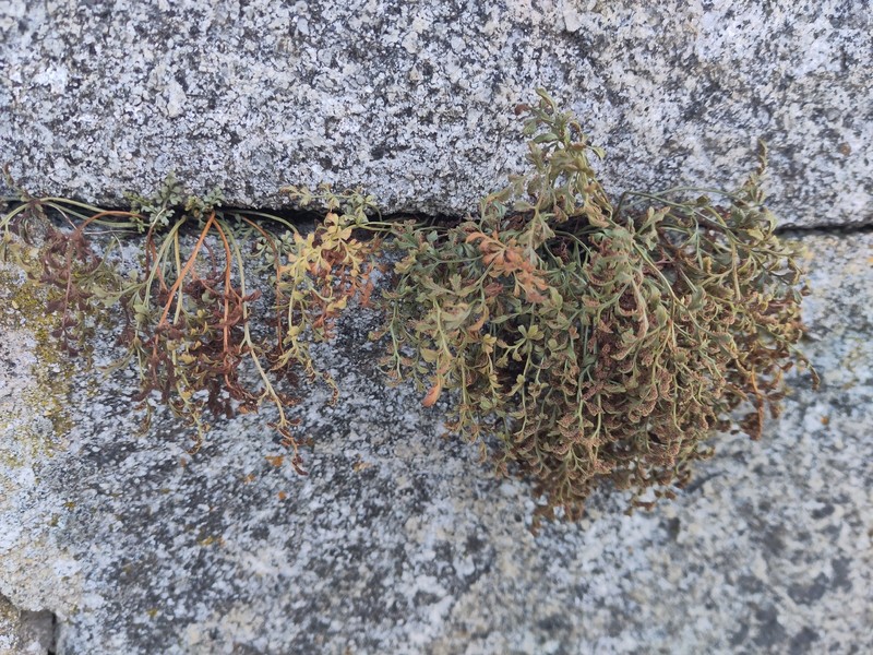 Asplenium ruta-muraria subsp. ruta-muraria photo 3