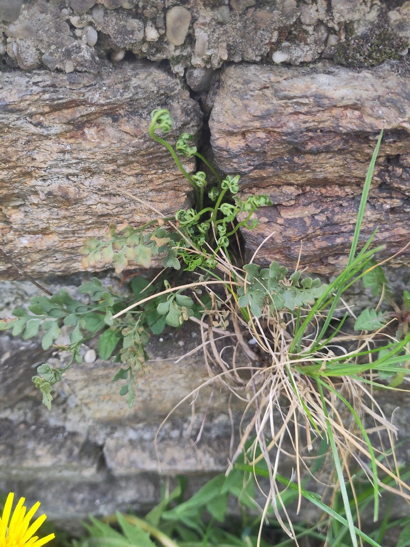 Asplenium ruta-muraria subsp. ruta-muraria photo 4
