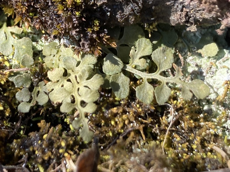 Asplenium ruta-muraria var. cryptolepis