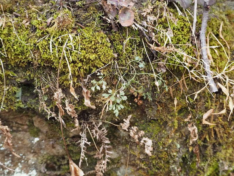 Asplenium ruta-muraria var. cryptolepis photo 2