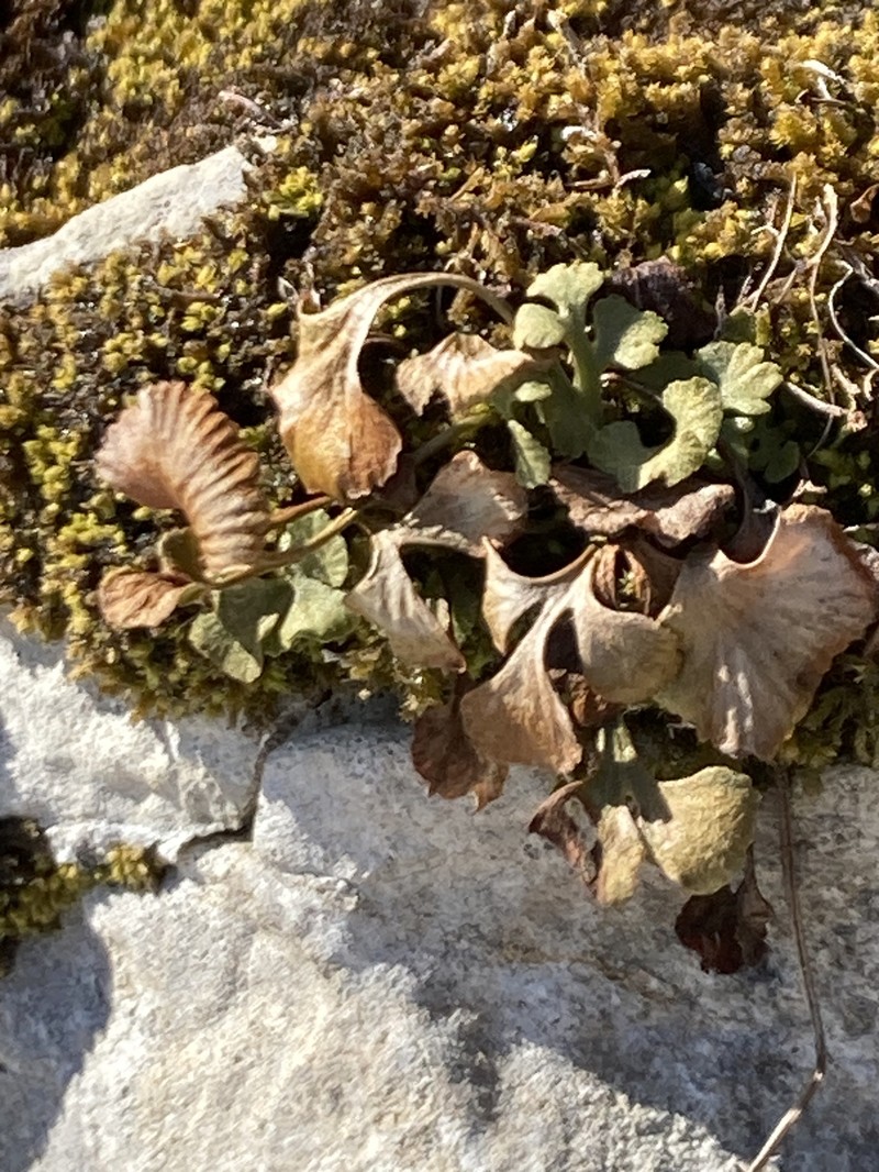 Asplenium ruta-muraria var. cryptolepis photo 3