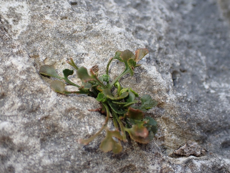 Asplenium ruta-muraria var. cryptolepis photo 4