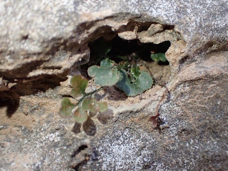 Asplenium ruta-muraria var. cryptolepis photo 5