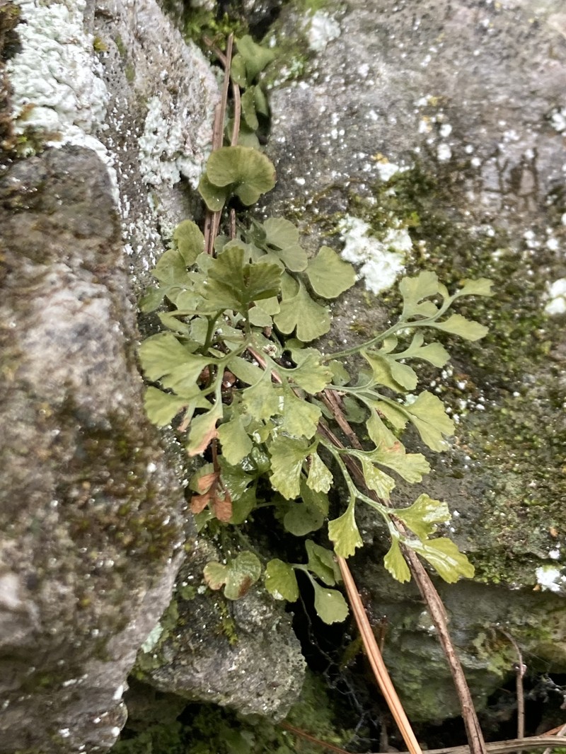 Asplenium ruta-muraria var. cryptolepis photo 6