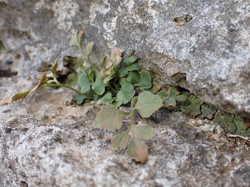 Asplenium ruta-muraria var. cryptolepis photo 7