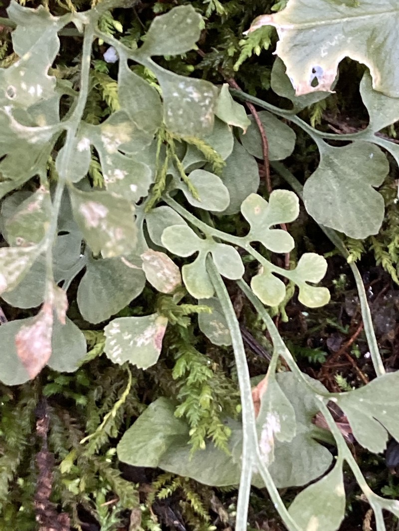Asplenium ruta-muraria var. cryptolepis photo 8
