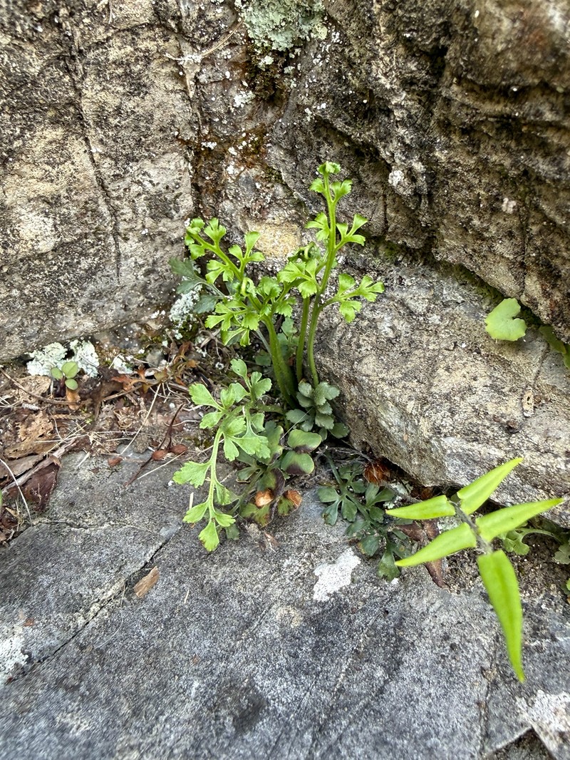 Asplenium ruta-muraria var. lanceolum