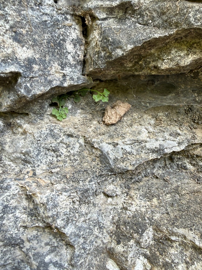 Asplenium ruta-muraria var. lanceolum photo 2