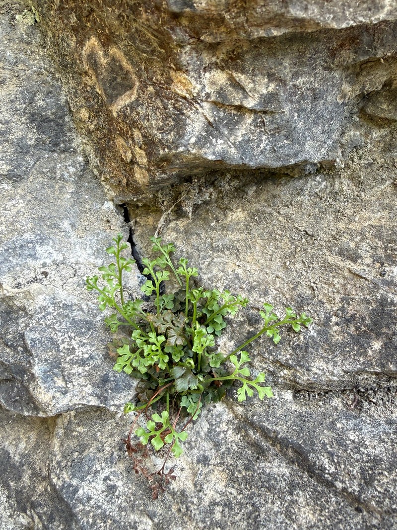 Asplenium ruta-muraria var. lanceolum photo 3