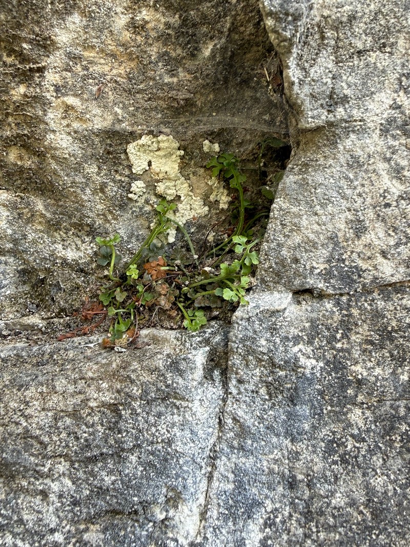 Asplenium ruta-muraria var. lanceolum photo 4