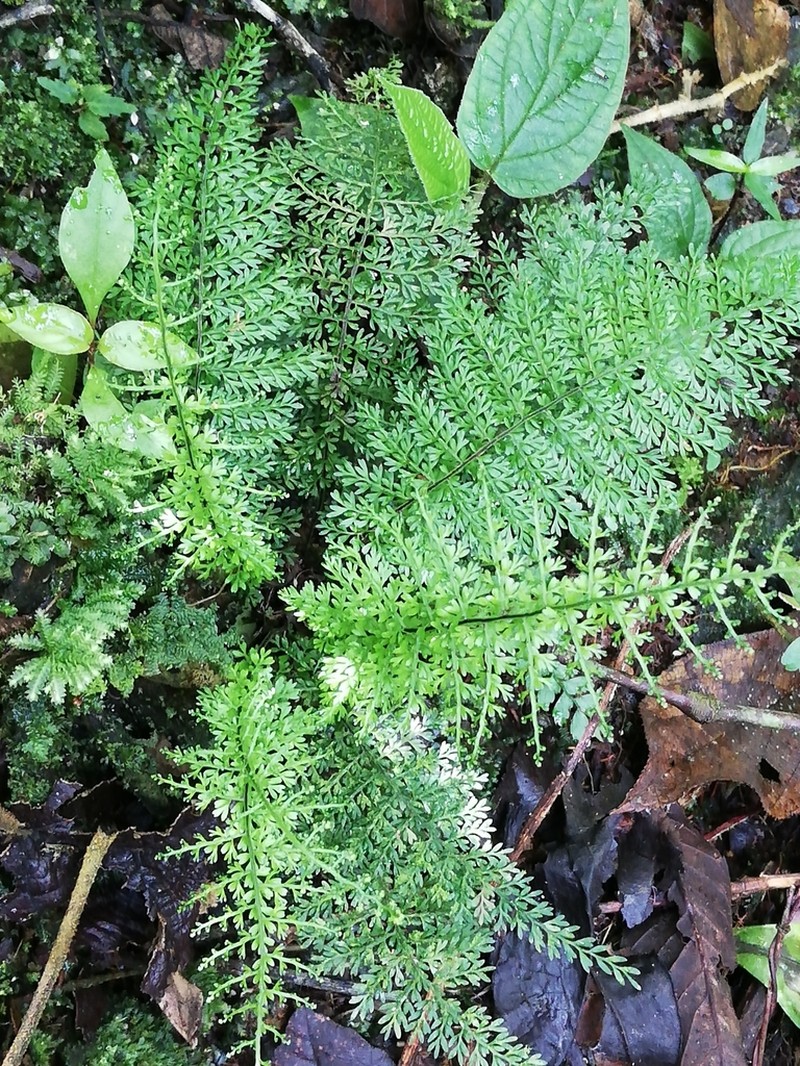 Rue Spleenwort