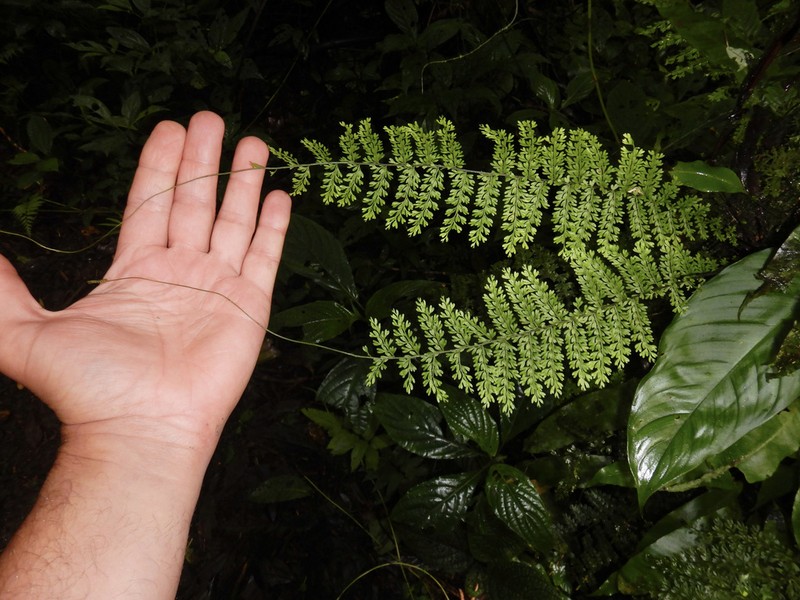 Rue Spleenwort photo 2