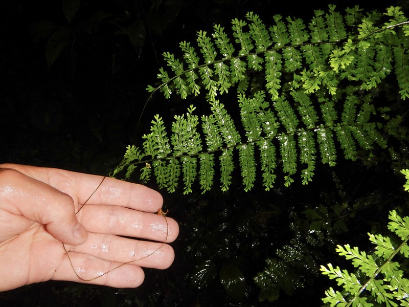 Rue Spleenwort photo 3