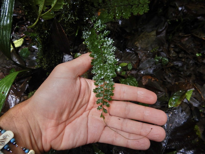 Rue Spleenwort photo 4