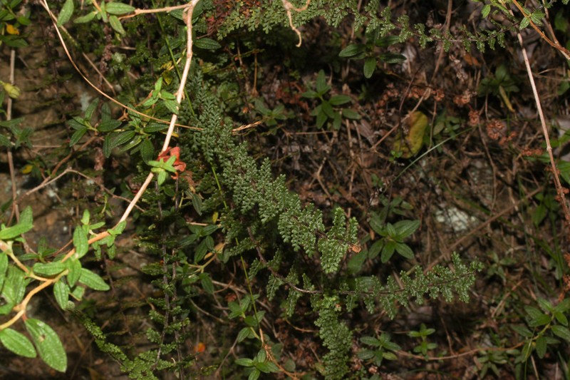 Rue Spleenwort photo 5