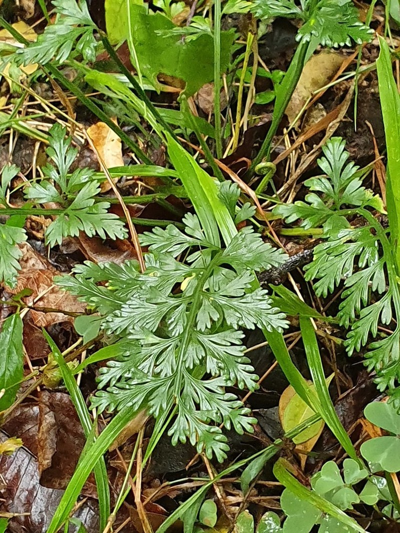 Asplenium rutifolium photo 3