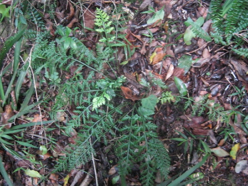 Asplenium rutifolium photo 4