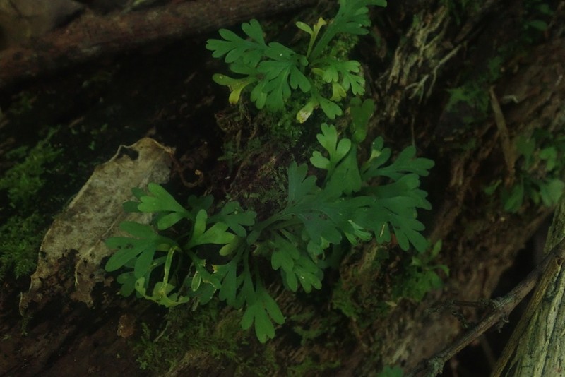 Asplenium rutifolium photo 5