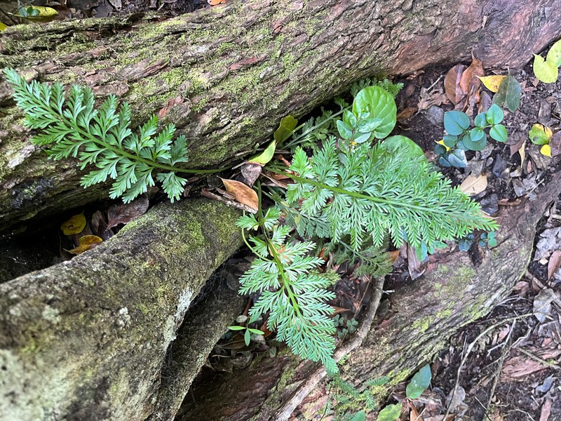 Asplenium rutifolium photo 6
