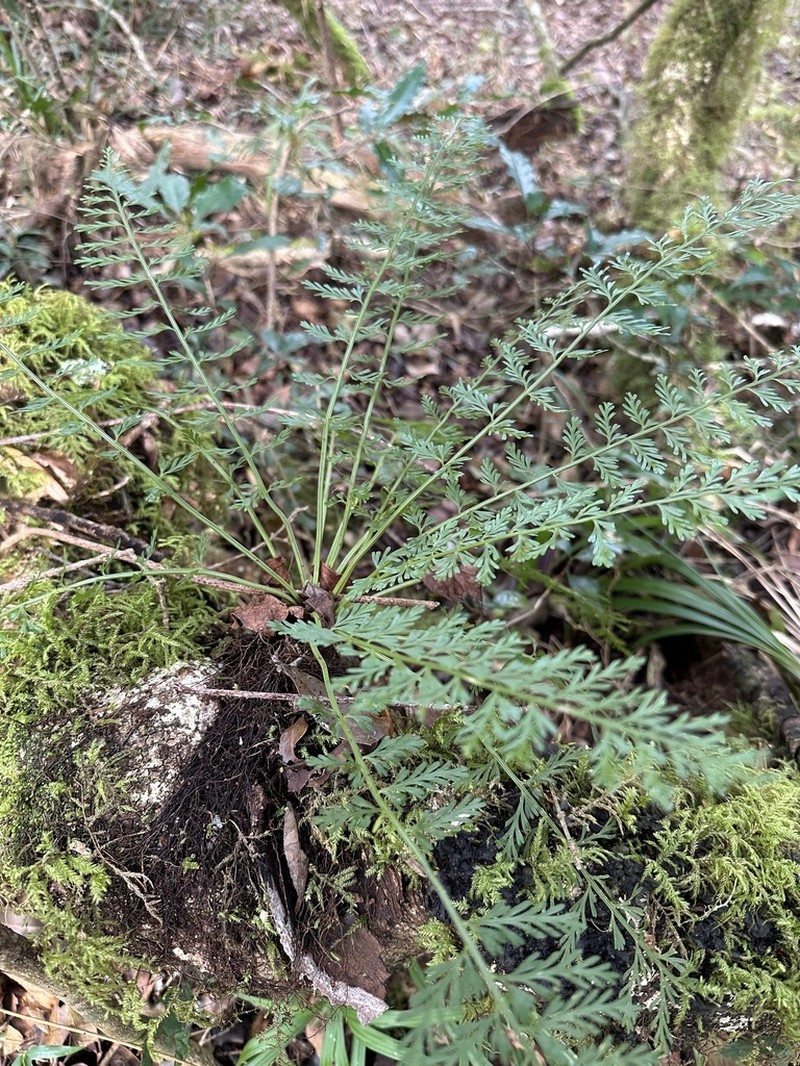Asplenium rutifolium photo 7