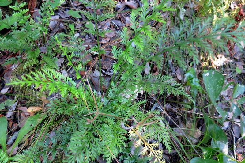 Asplenium rutifolium photo 8