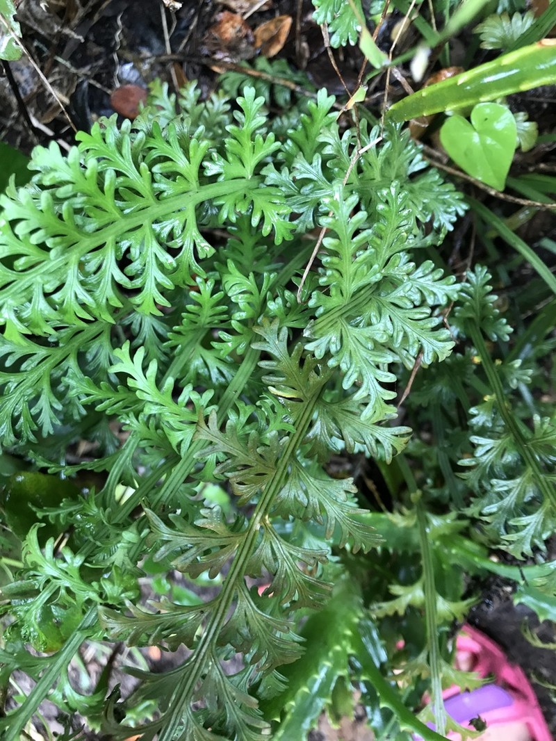 Asplenium rutifolium