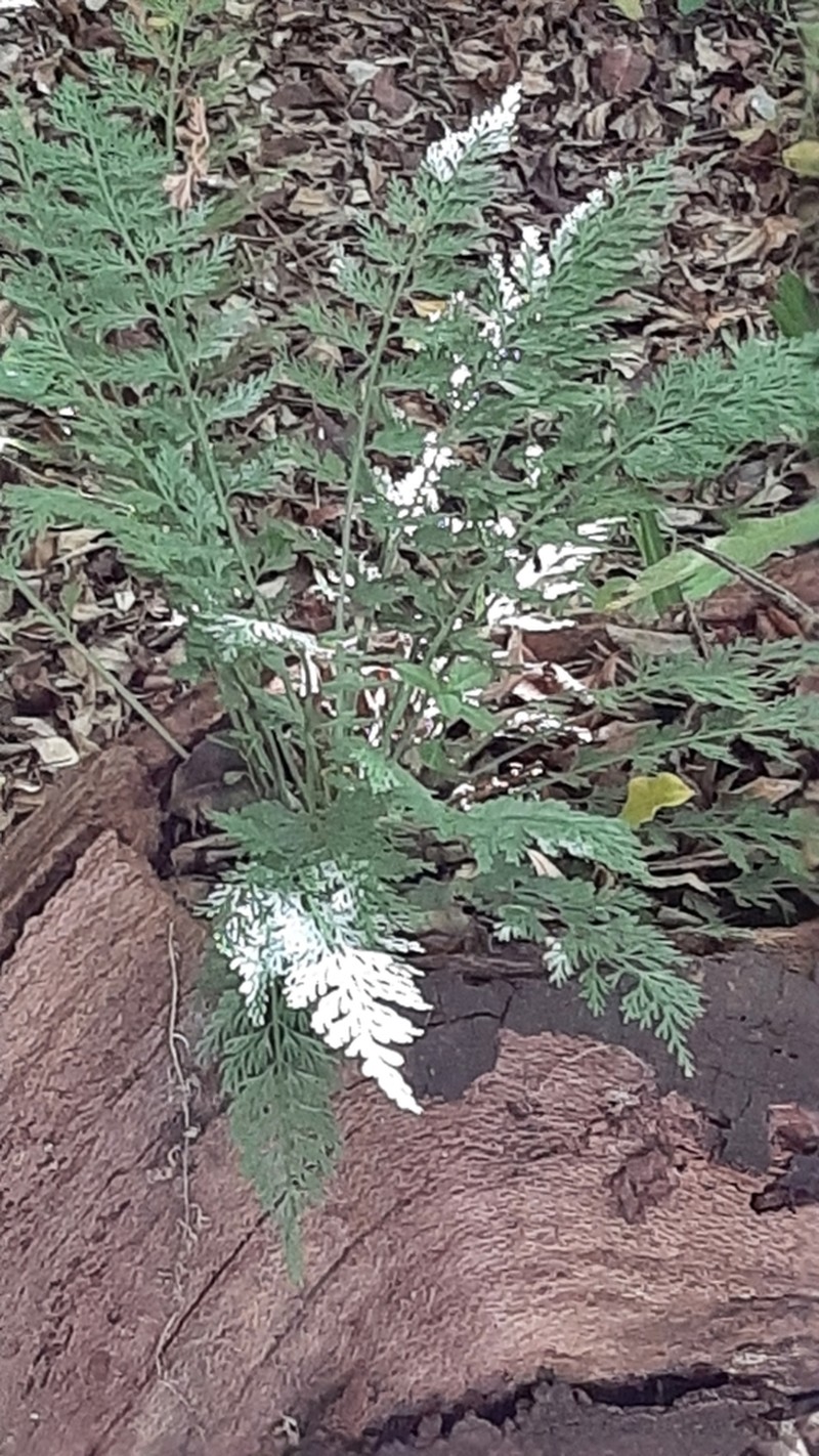 Asplenium rutifolium photo 2