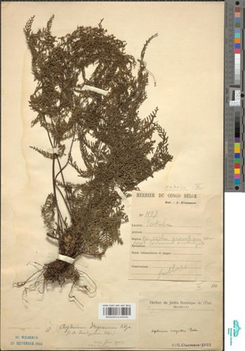 Asplenium rutshuruense