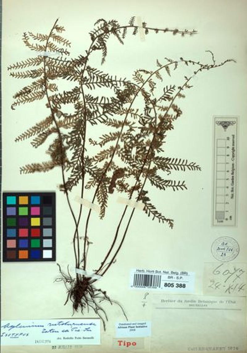 Asplenium rutshuruense photo 2