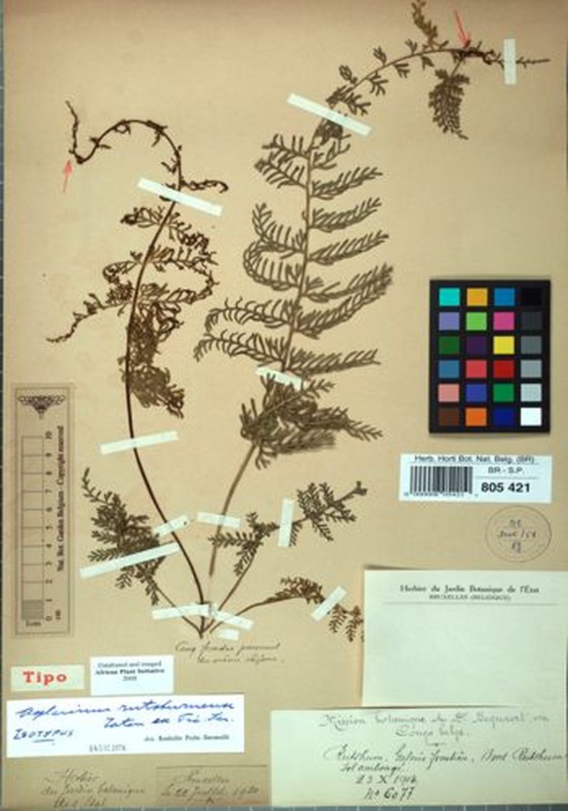 Asplenium rutshuruense photo 3