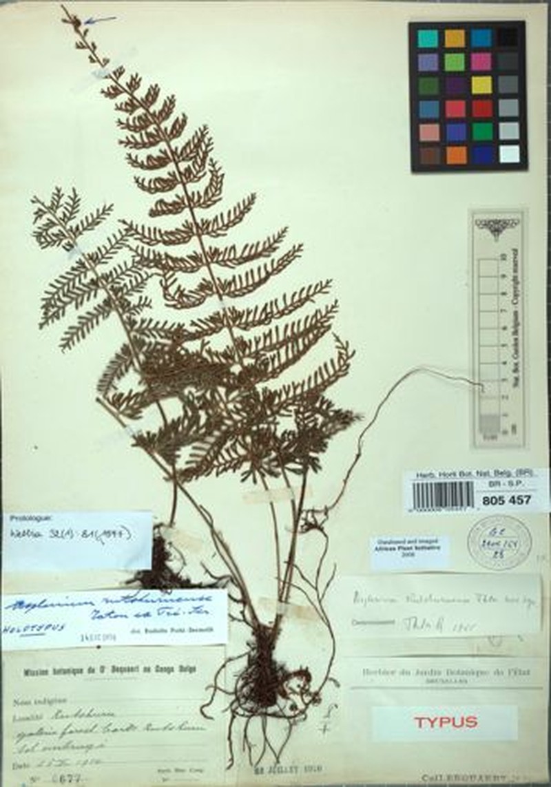 Asplenium rutshuruense photo 4