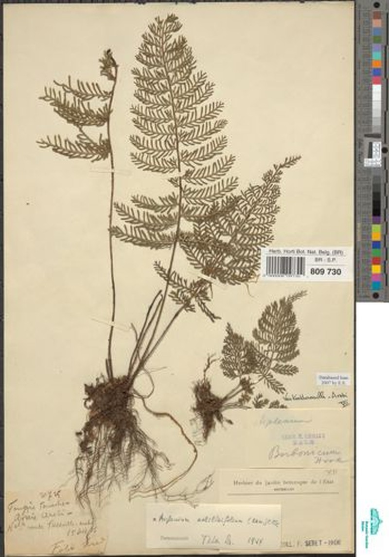 Asplenium rutshuruense photo 5