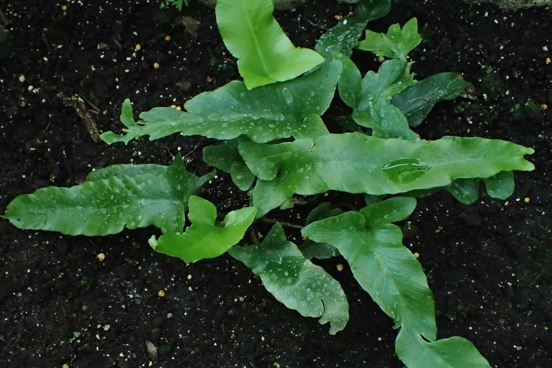 Asplenium sagittatum