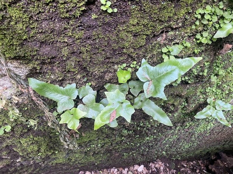 Asplenium sagittatum photo 3