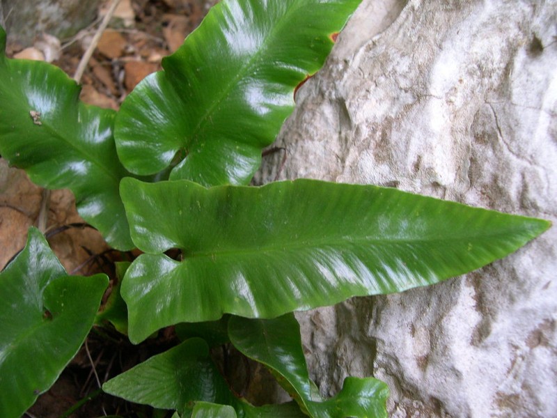 Asplenium sagittatum photo 4