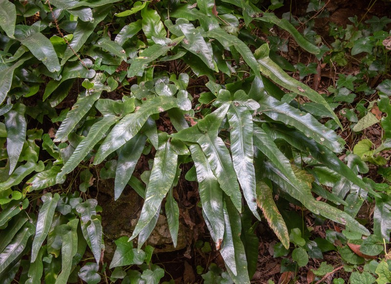 Asplenium sagittatum photo 5