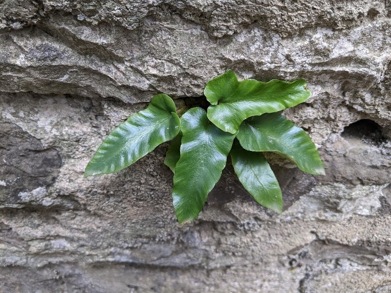 Asplenium sagittatum photo 6