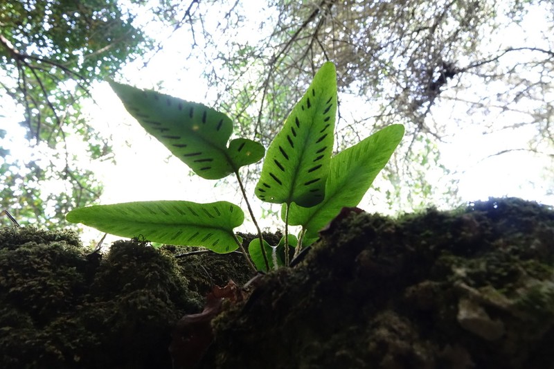 Asplenium sagittatum photo 7