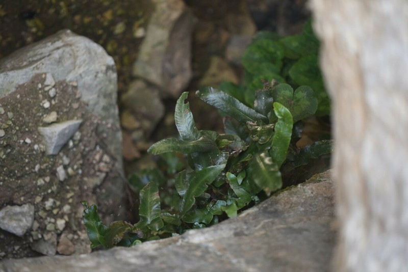 Asplenium sagittatum photo 2